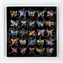 Immagine Farfalle